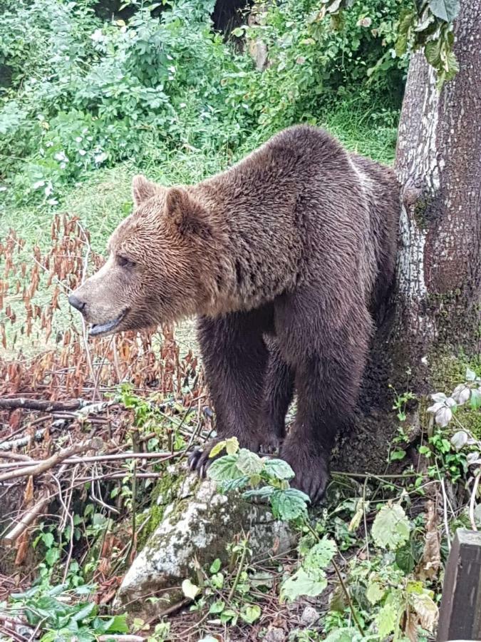 Apartman Antea Otočac Esterno foto